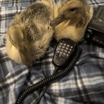 I should get them a callsign